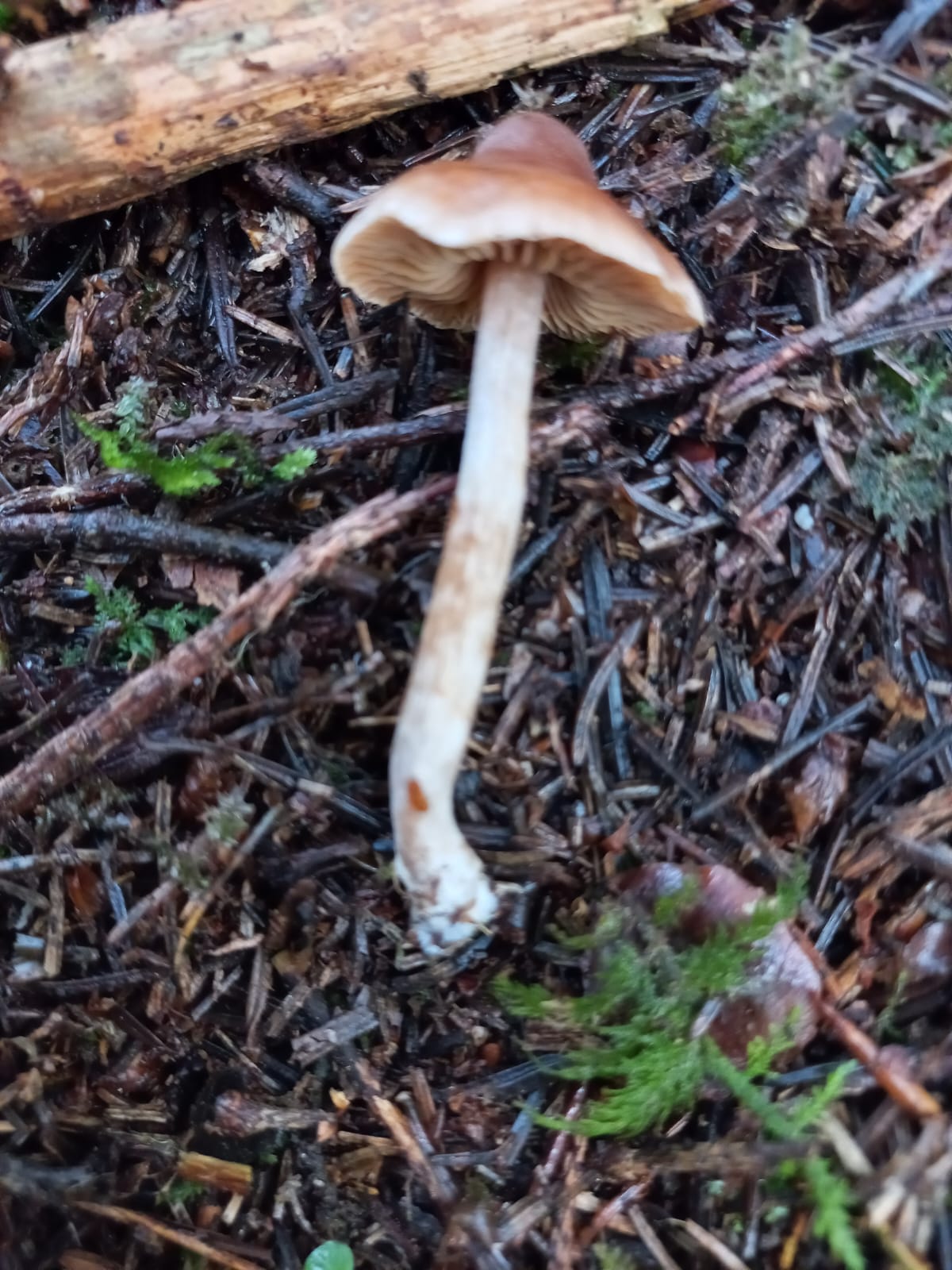 Steinpilz-Report: Wo die Könige wachsen