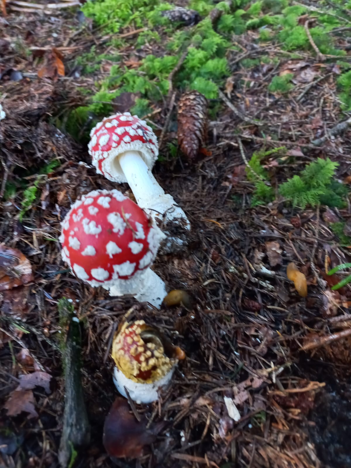 Der Herbst-Knigge für Sammler