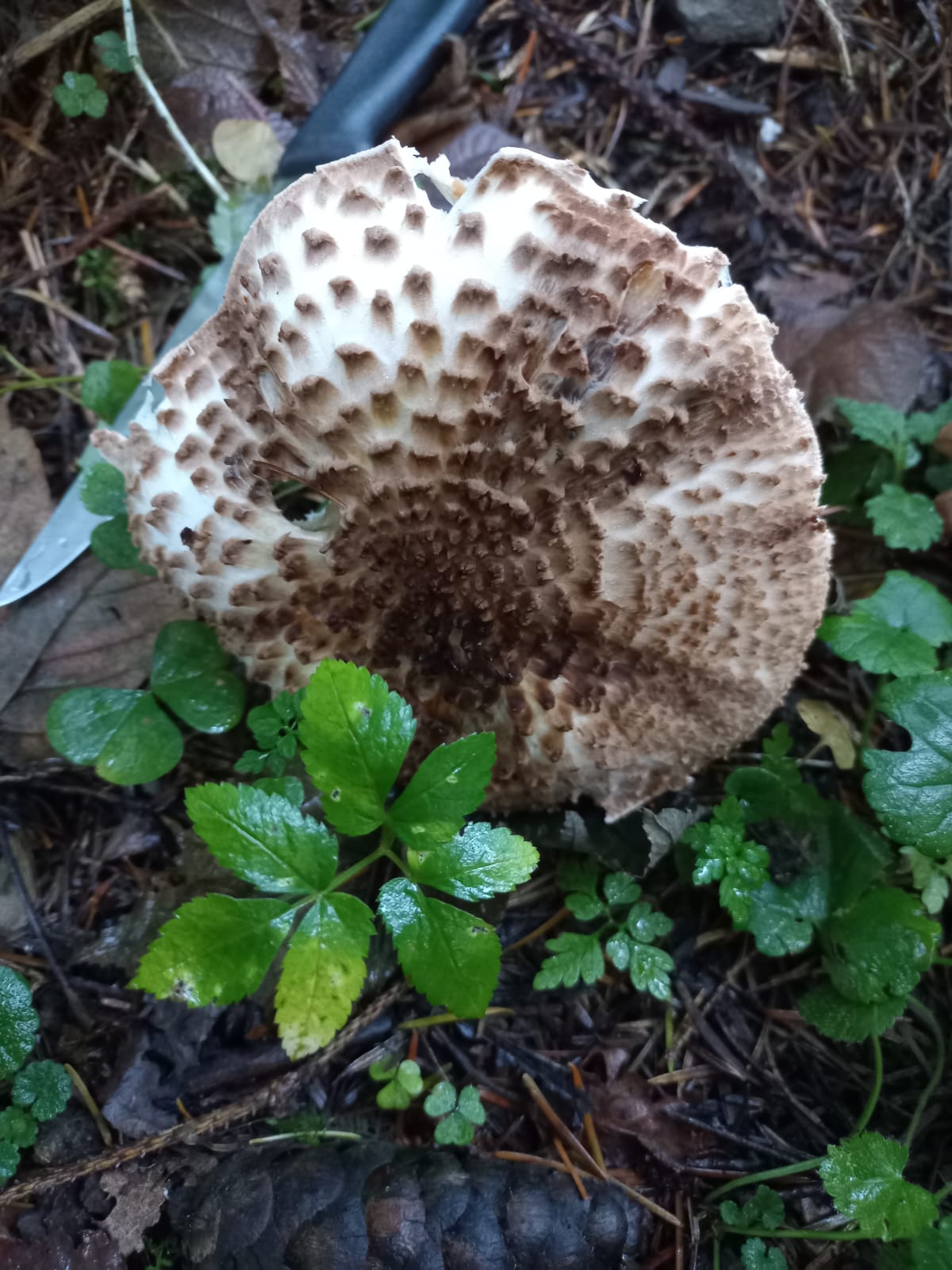 Giftalarm: Verwechslungsgefahr im Herbstwald