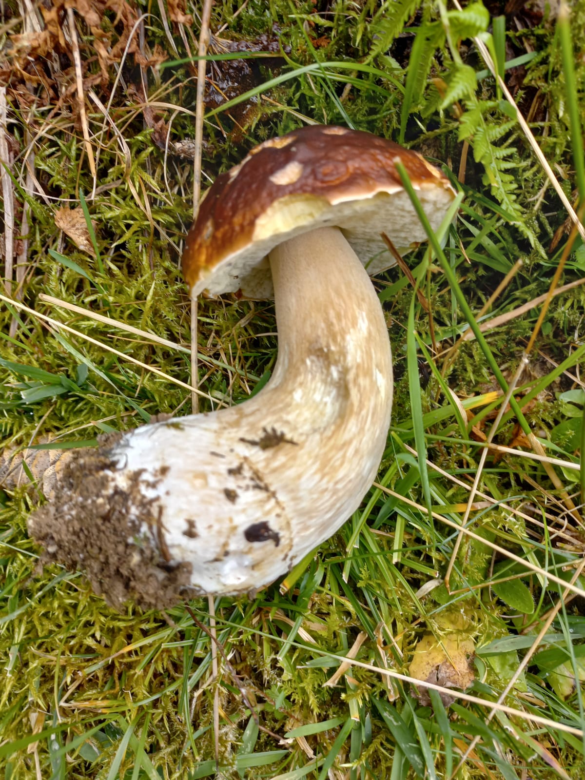 Bestimmungs-Intensivkurs