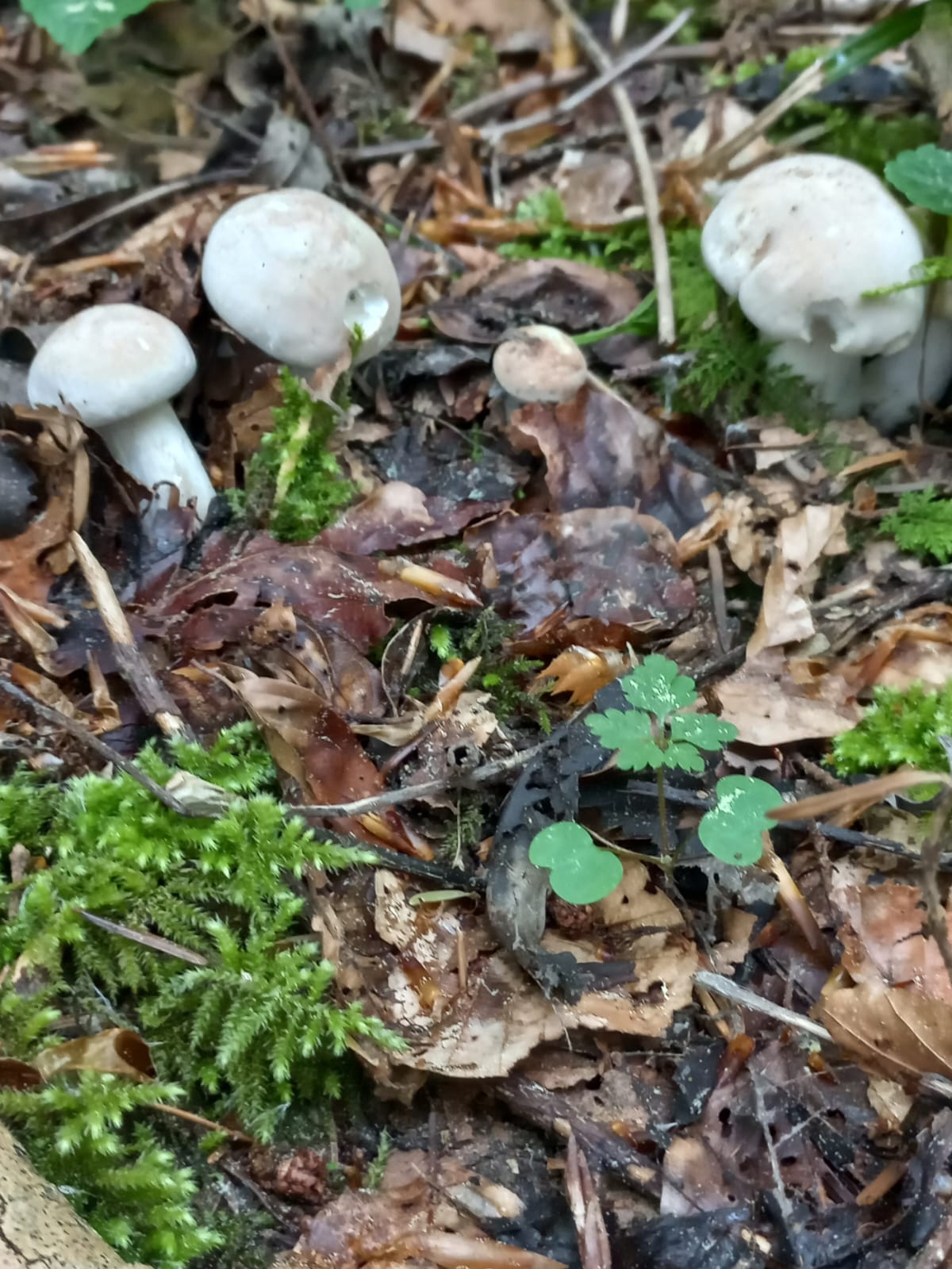 Schnelles Pilzragout für Regentage